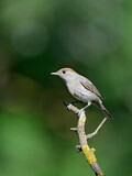 Image. Eurasian Blackcap