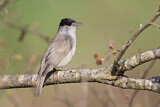 Image. Eurasian Blackcap