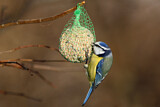 Image. Eurasian Blue Tit