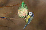 Image. Eurasian Blue Tit