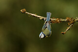 Image. Eurasian Blue Tit