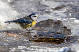 Image. Eurasian Blue Tit