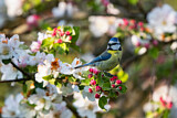 Image. Eurasian Blue Tit