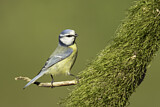 Image. Eurasian Blue Tit