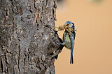 Image. Eurasian Blue Tit