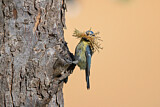 Image. Eurasian Blue Tit