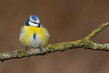 Image. Eurasian Blue Tit