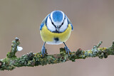 Image. Eurasian Blue Tit