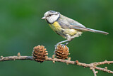 Image. Eurasian Blue Tit