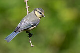 Image. Eurasian Blue Tit