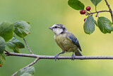 Image. Eurasian Blue Tit