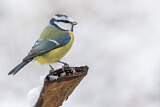 Image. Eurasian Blue Tit