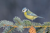 Image. Eurasian Blue Tit