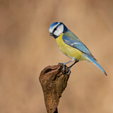 Image. Eurasian Blue Tit