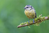 Image. Eurasian Blue Tit
