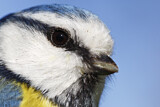 Image. Eurasian Blue Tit