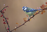 Image. Eurasian Blue Tit