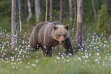 Image. Eurasian Brown Bear