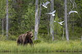 Image. Eurasian Brown Bear