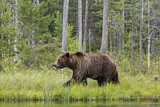 Image. Eurasian Brown Bear