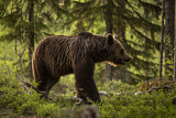 Image. Eurasian Brown Bear