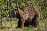 Image. Eurasian Brown Bear