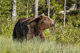 Image. Eurasian Brown Bear