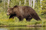 Image. Eurasian Brown Bear