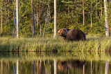 Image. Eurasian Brown Bear