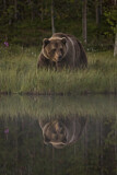 Image. Eurasian Brown Bear