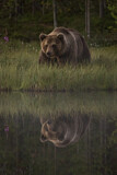Image. Eurasian Brown Bear