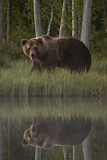 Image. Eurasian Brown Bear