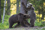 Image. Eurasian Brown Bear