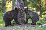 Image. Eurasian Brown Bear
