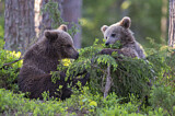 Image. Eurasian Brown Bear