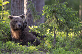 Image. Eurasian Brown Bear