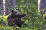 Image. Eurasian Brown Bear