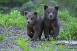 Image. Eurasian Brown Bear