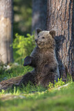 Image. Eurasian Brown Bear