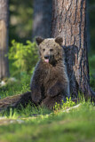 Image. Eurasian Brown Bear