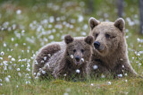 Image. Eurasian Brown Bear