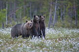 Image. Eurasian Brown Bear