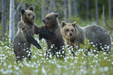 Image. Eurasian Brown Bear