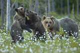 Image. Eurasian Brown Bear