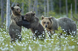 Image. Eurasian Brown Bear