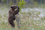 Image. Eurasian Brown Bear