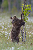 Image. Eurasian Brown Bear