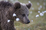 Image. Eurasian Brown Bear