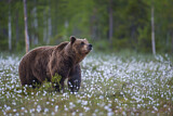 Image. Eurasian Brown Bear