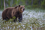 Image. Eurasian Brown Bear